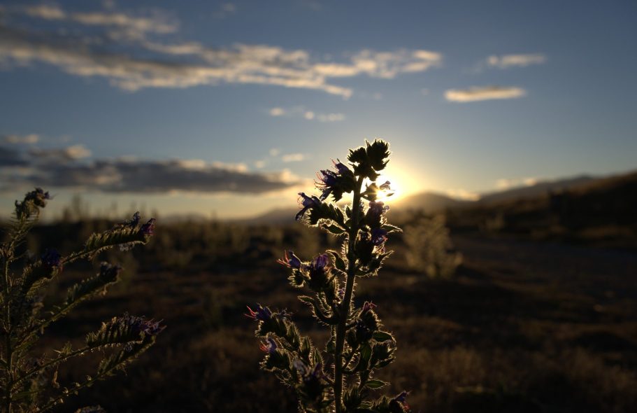 Blühende Pflanze im Vordergrund mit Sonnenuntergang im Hintergrund.