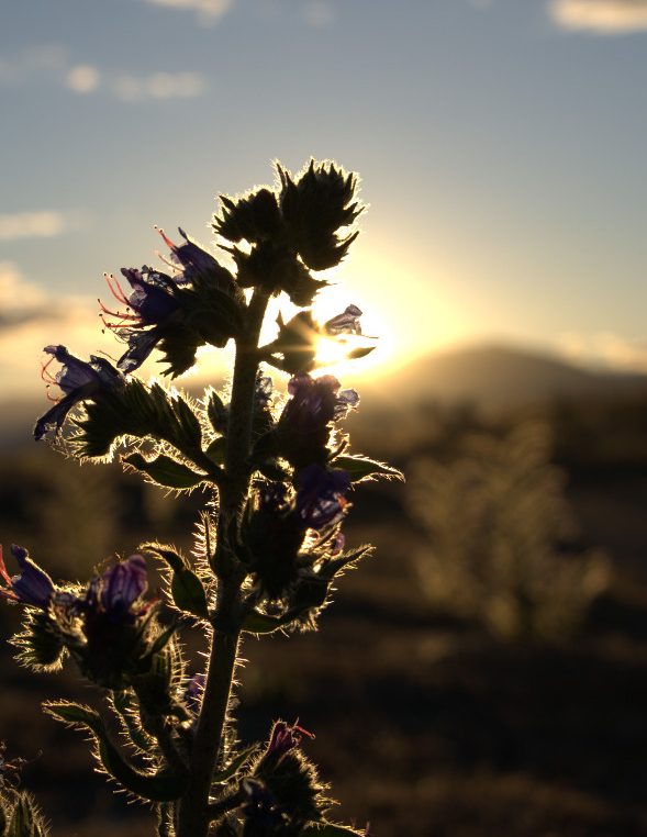 Blühende Pflanze vor einem Sonnenuntergang mit sanften Lichtreflexen.